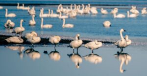 tundra swans